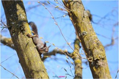 Kleines Eichhörnchen klettert einen Ast hinunter - Nicole Reimer Fotografie