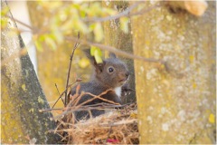 Baby Eichhörnchen sitzt auf dem Kobel und wartet auf die Mutter - Nicole Reimer Fotografie