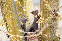 Kleine, junge Eichhörnchen sitzen auf dem Kobel und entdecken die Welt - Nicole Reimer Fotografie