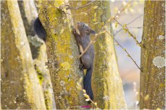 Baby Eichhörnchen begeben sich auf Entdeckungsreise - Nicole Reimer Fotografie
