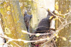 Ein junges, braunes Eichhörnchen schaut hinter einem Ast hervor - Nicole Reimer Fotografie