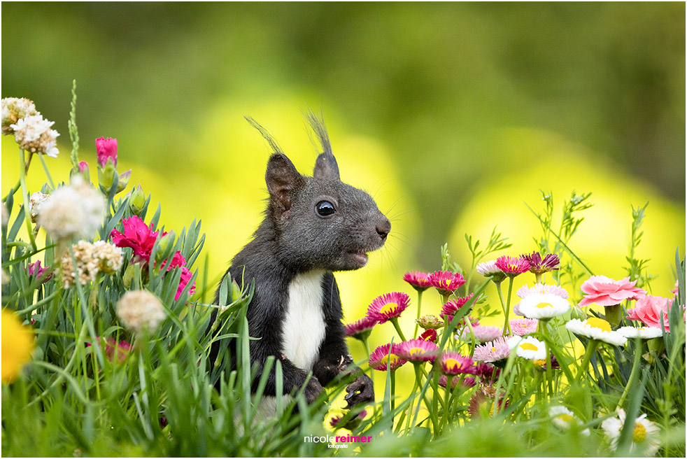 Eichhörnchen sitzt zwischen bunten Blüten im Blumenbeet und lächelt - Nicole Reimer Fotografie