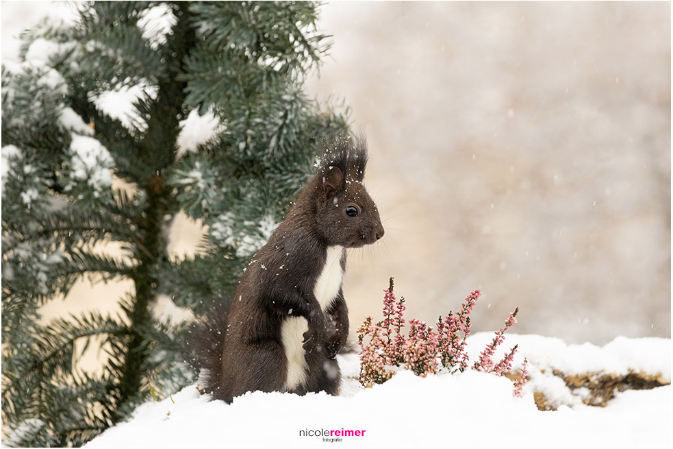 Eichhörnchen sitzt bei Schneefall im Blumenbeet mit Erika. Nicole Reimer Fotografie