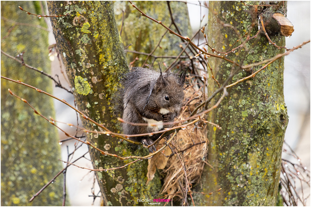 Der tropfnasse Brownie, das dunkelbraune Eichhörnchen-Männchen, wartet auf in strömenden Regen auf Mrs. Puschel, das rote Eichhörnchen - Nicole Reimer Fotografie