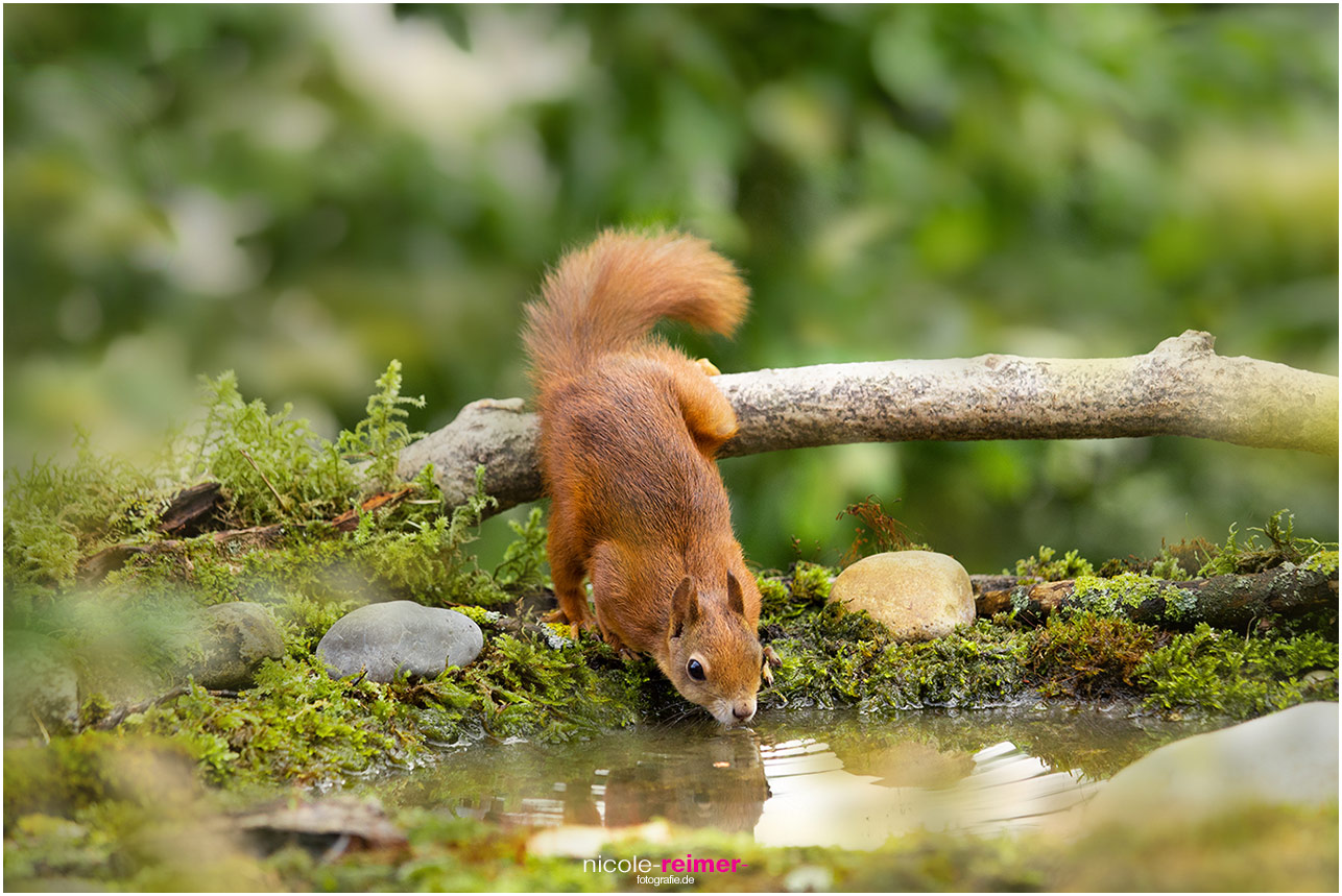 Mrs. Puschel, das rote Eichhörnchen trinkt aus einem Teich - Nicole Reimer Fotografie