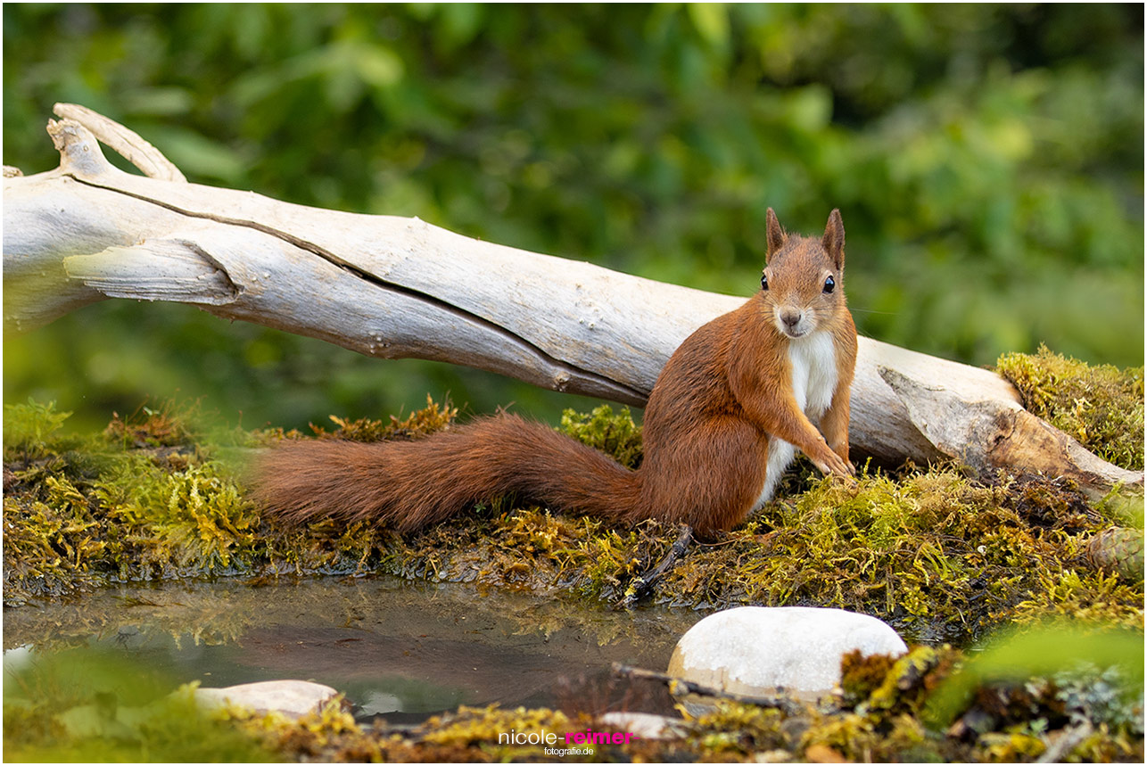 Mrs. Puschel, das rote Eichhörnchen, sitzt am Teich - Nicole Reimer Tierfotografie
