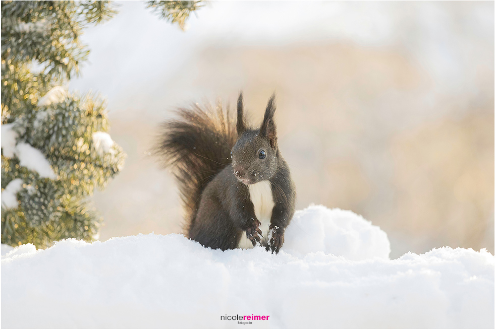 Dunkelbraunes Eichhörnchen sitzt im Schnee und wird von hinten von der Sonne angestrahlt.