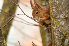 Eichhörnchen beim Putzen, Augsburg, Nicole Reimer Fotografie
