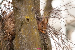 Eichhörnchen schaut aus seinem Kobel, Eichhörnchen schaut aus seinem Nest, Nicole Reimer Fotografie