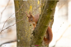 Rotes Eichhörnchen sitzt auf Ast im Baum, Nicole Reimer Tierfotografie