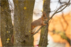 Rotes Eichhörnchen steht auf einem Ast - Nicole Reimer Fotografie