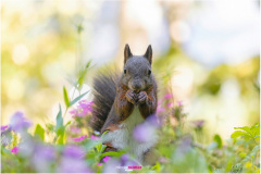 Braunes Eichhörnchen sitzt im Blumenbeet und schaut in die Kamera - Nicole Reimer Fotografie