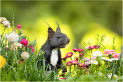 Eichhörnchen sitzt zwischen bunten Blüten im Blumenbeet und lächelt - Nicole Reimer Fotografie