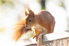 Mrs. Puschel, das rote Eichhörnchen im Profil auf dem Balkongeländer fotografiert - Nicole Reimer Fotografie