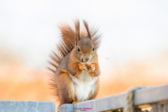 Mrs. Puschel, das rote Eichhörnchen isst eine Haselnuss auf dem Balkkongeländer - Nicole Reimer Fotografie