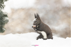 Eichhörnchen sitzt im Schnee und freut sich über eine Haselnuss.