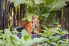 Eichhörnchen mit dreckiger Nase schaut aus einem Pflanztopf - Nicole Reimer Fotografie