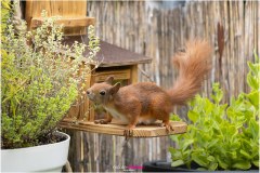 Mrs. Puschel, das rote Eichhörnchen riecht an Küchenkräutern - Nicole Reimer Tierfotografie