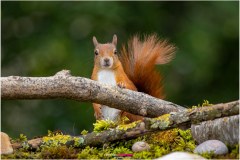 Mrs. Puschel, das rote Eichhörnchen, schaut über einen Ast - Nicole Reimer Tierfotografie