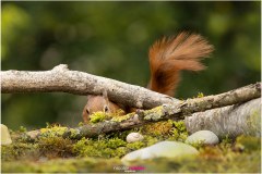 Mrs. Puschel, das rote Eichhörnchen schaut unter einem Ast hervor - Nicole Reimer Tierfotografie