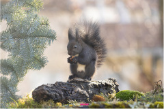 Dunkelsbraunes Eichhörnchen sitzt bei Sonnenschein im Moos und isst eine Haselnuss - Nicole Reimer Fotografie