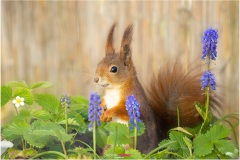 Mrs Puschel, das rote Eichhörnchen sitzt zwischen Hyazinthen und Erdbeeren - Nicole Reimer Fotografie