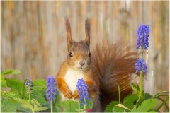 Mrs Puschel, das rote Eichhörnchen zwischen Blumen - Nicole Reimer Fotografie
