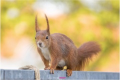 Mrs. Puschel, das rote Eichhörnchen balanciert auf dem Balkongeländer - Nicole Reimer Fotografie