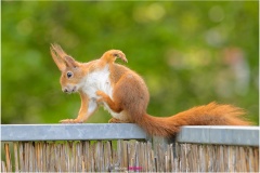 Mrs. Puschel macht als Frühsport etwas Yoga auf dem Balkongeländer - Nicole Reimer Fotografie
