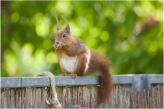 Mrs. Puschel, das rote Eichhörnchen isst auf dem Balkongeländer - Nicole Reimer Fotografie