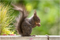 Braunes kleines Eichhörnchen sitzt auf dem Balkongeländer und isst eine Nuss - Nicole Reimer Fotografie