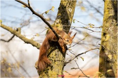 Mrs. Puschel, das rote Eichhörnchen chillt im Baum und beobachtet die Welt - Nicole Reimer Fotografie