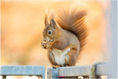 Mrs. Puschel, das rote Eichhörnchen freut sich über eine Haselnuss - Nicole Reimer Fotografie