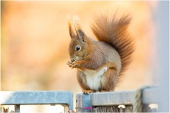 Mrs Puschel, das rote Eichhörnchen sitzt auf dem Balkongeländer und isst - Nicole Reimer Fotografie