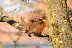 Mrs Puschel, das rote Eichhörnchen liegt auf einem Ast und genießt die Sonne - Nicole Reimer Fotografie