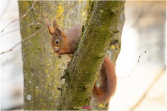 Mrs. Puschel, das rote Eichhörnchen putzt sich - Nicole Reimer Fotografie