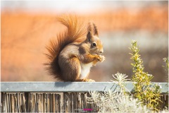 Rotes Eichhörnchen, Mrs. Puschel, sitzt auf dem Balkongeländer und isst eine Haselnuss - Nicole Reimer Tierfotografie