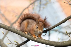 Mrs. Puschel, das rote Eichhörnchen sitzt auf einem Ast mit dem Rest einer Knopse im Maul, Nicole Reimer Fotografie