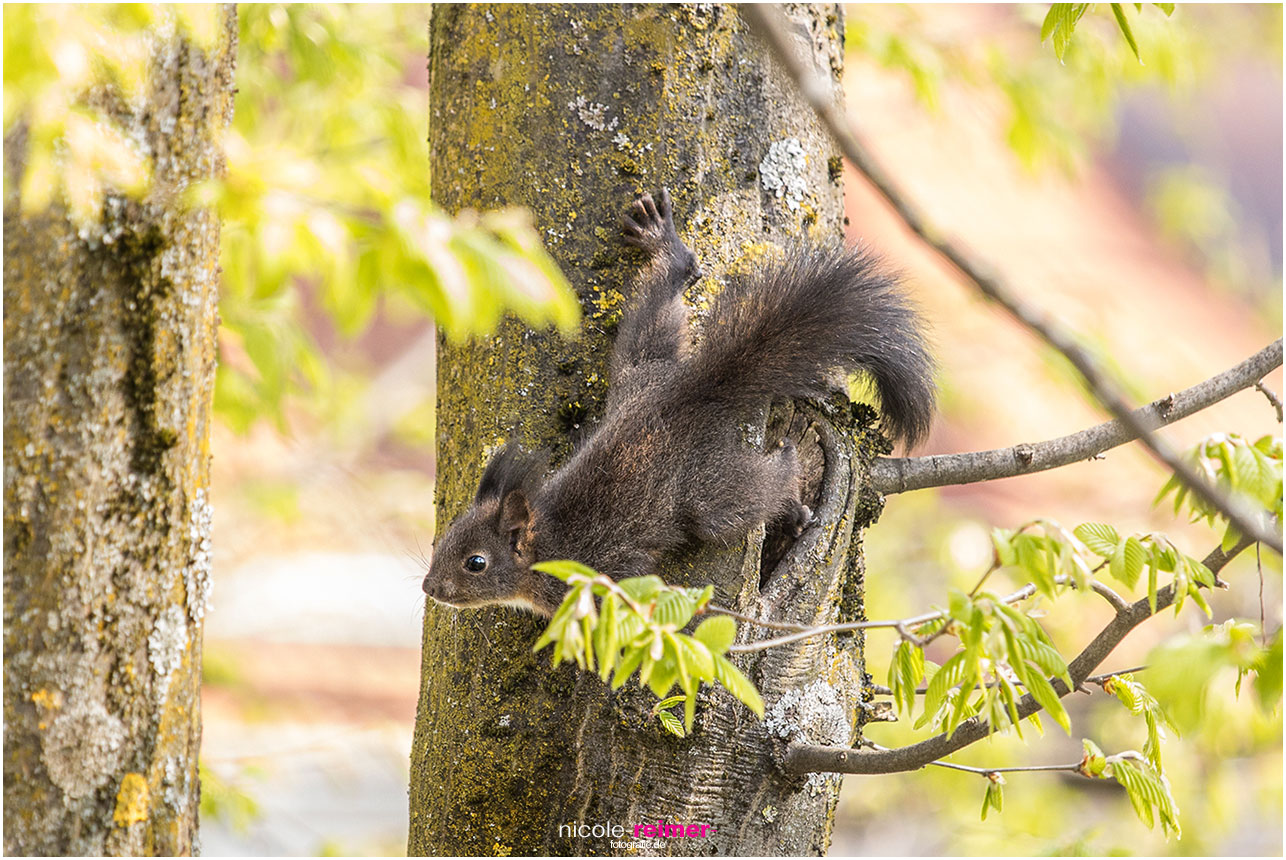 Eichhörnchenjunges erkundet die Welt und klettert auf einen Ast - Nicole Reimer Fotografie