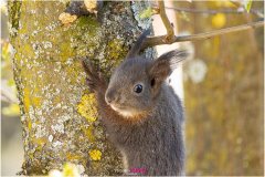 Junges Eichhörnchen klettert auf einen Ast - Nicole Reimer Fotografie