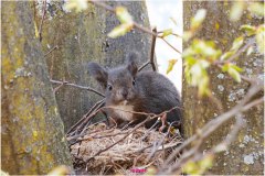 Junges Eichhörnchen betrachtet von seinem Kobel aus die Welt - Nicole Reimer Fotografie