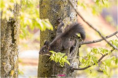 Eichhörnchenjunges erkundet die Welt und klettert auf einen Ast - Nicole Reimer Fotografie