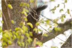Eichhörnchen klettert den Baum hinunter - Nicole Reimer Fotografie