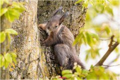 Eichhörnchenjunges sitzt auf einem Baum - Nicole Reimer Tierfotografie