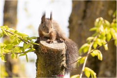 Baby Eichhörnchen sitzt auf einem abgesägten Ast in der Sonne - Nicole Reimer Fotografie