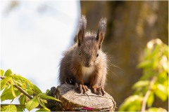 Kleines Eichhörnchen sitzt auf abgeschnittenem Ast und schaut in die Kamera - Nicole Reimer Fotografie