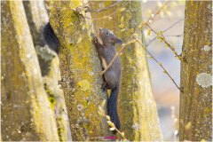 Baby Eichhörnchen begeben sich auf Entdeckungsreise - Nicole Reimer Fotografie