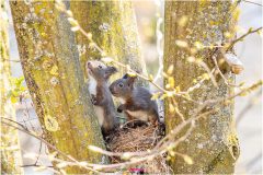 Kleine Eichhörnchenjungen schauen den Baum hinauf - Nicole Reimer Fotografie