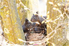 Baby Eichhörnchen sitzen auf dem Kobel und beschnuppern alles - Nicole Reimer Fotografie
