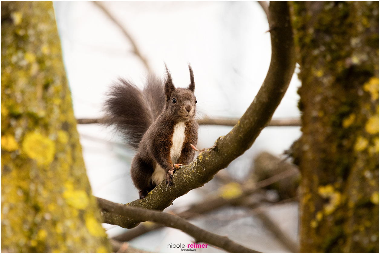 Dunkles Eichhörnchen auf einem Ast - Nicole Reimer Fotografie